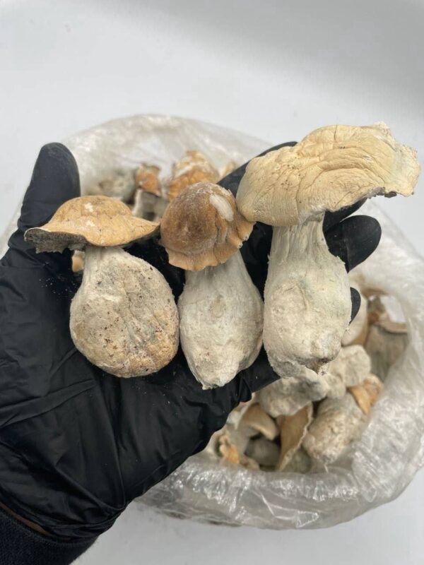 photo_2026-04-20_03-14-27 Ape mushrooms