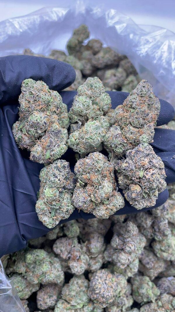 photo_2026-04-21_03-37-39 Mochi Runtz