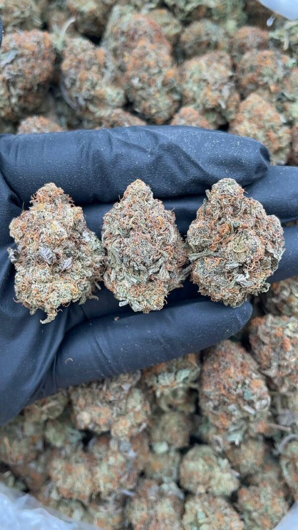 photo_2026-04-21_06-22-58 Platinum Bubba
