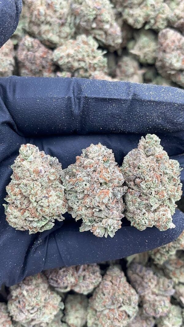 photo_2026-04-21_06-42-03 Pluto Kush
